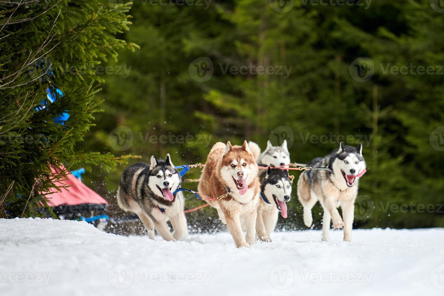 Husky sled dog racing photo