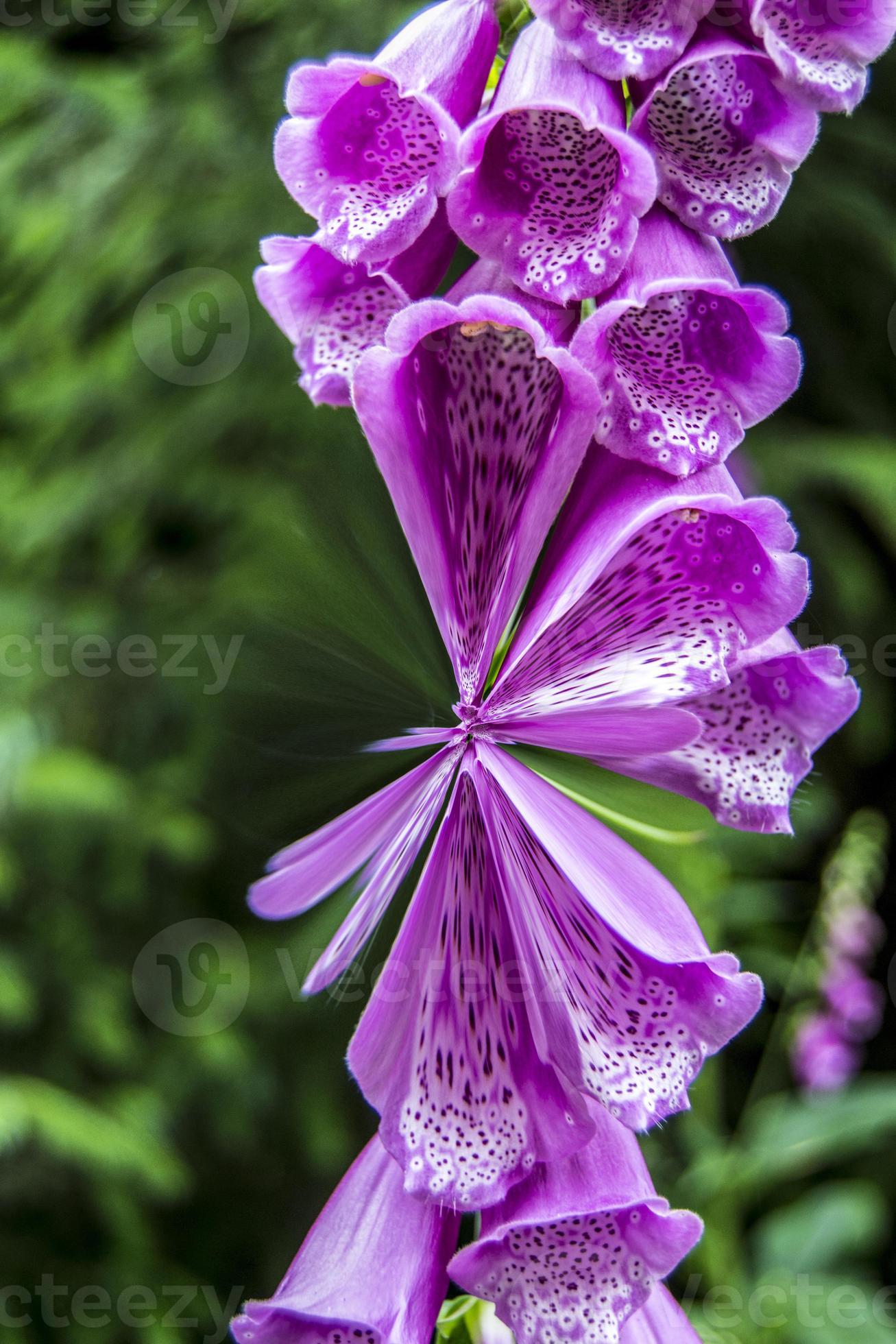 Digital Illustration Foxglove Background 13033157 Stock Photo at Vecteezy