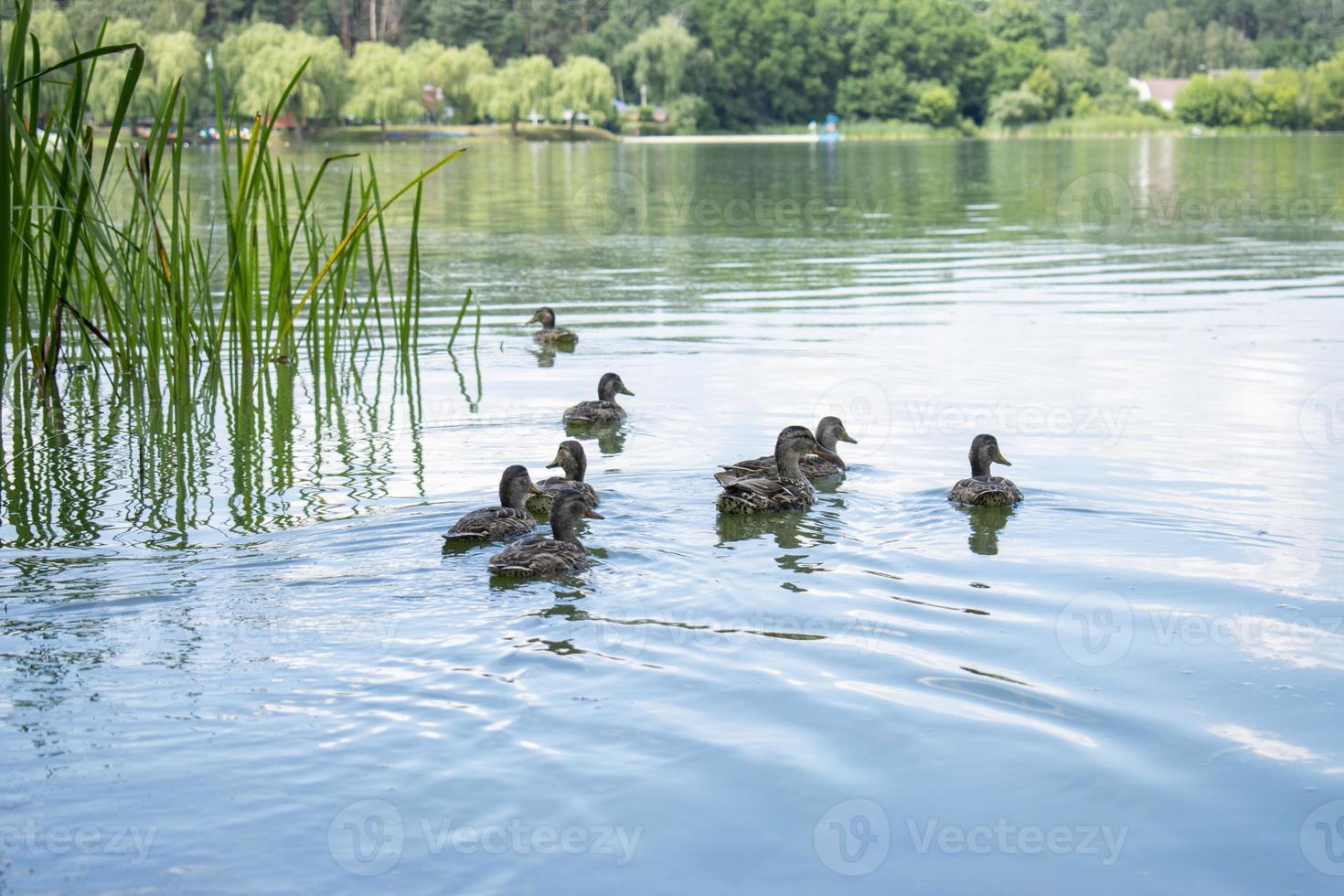 Wild duck with ducklings on the river. photo