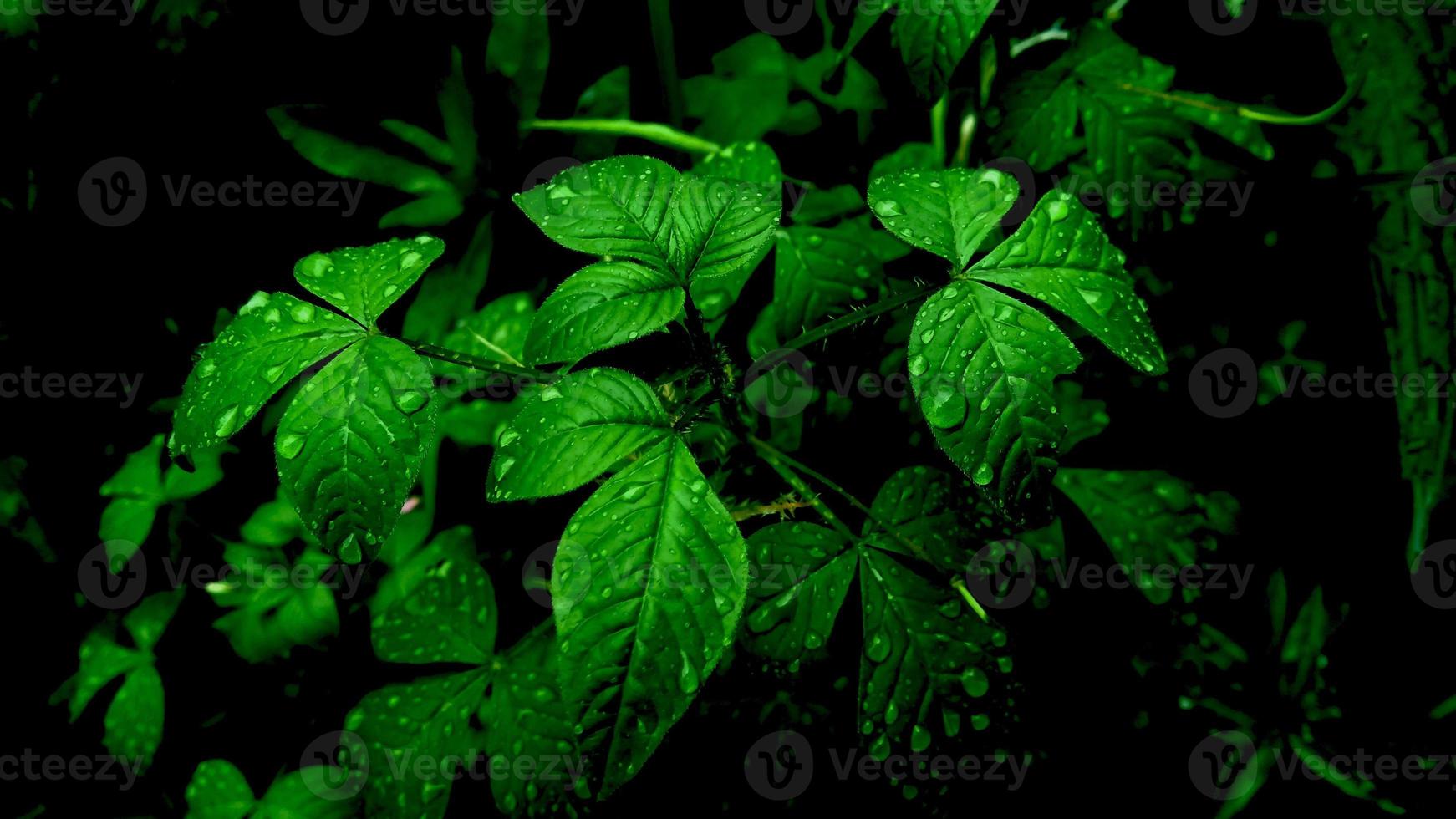 raindrops on fresh green leaves photo