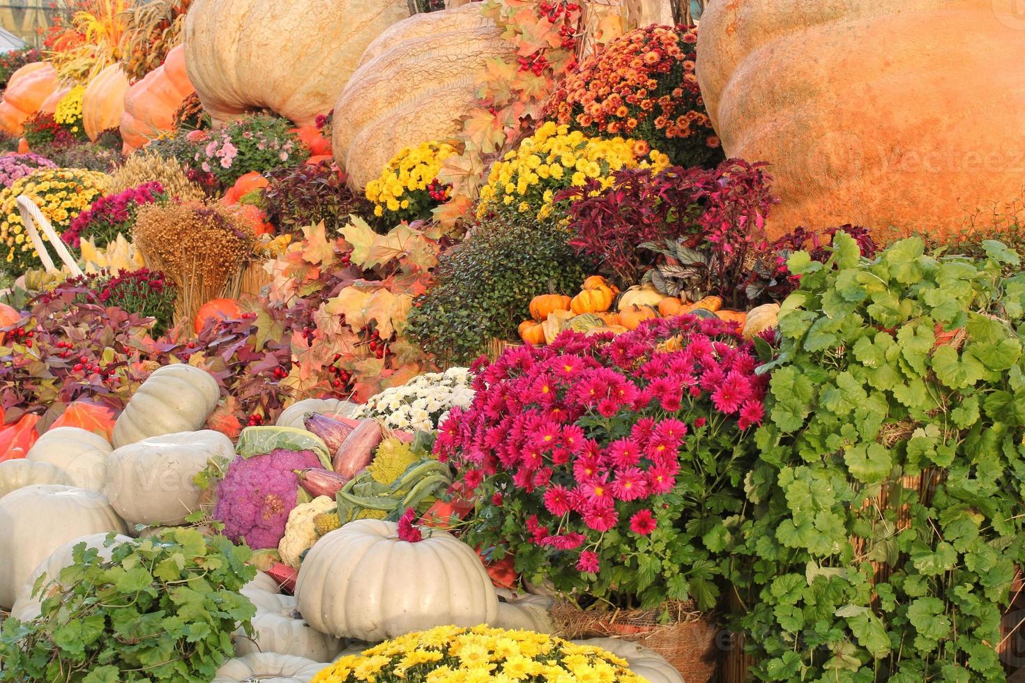 Colourful organic pumpkin in rattan basket on agricultural fair. Harvesting autumn time concept. Garden fall natural plant. Thanksgiving halloween decor. Festive farm rural background. Vegan food. photo