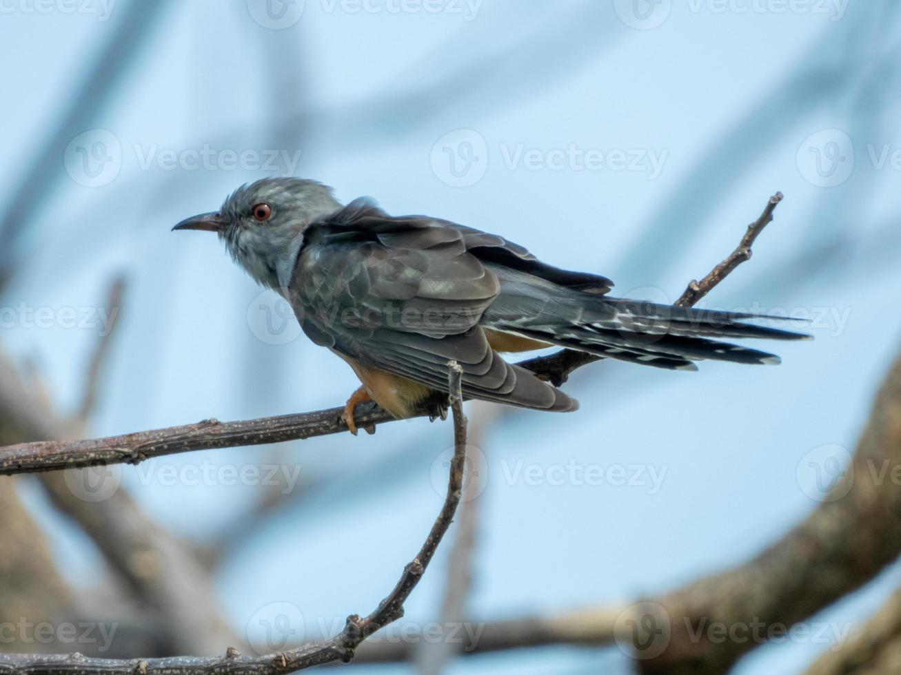 plaintive cuckoo perched on dry tree photo