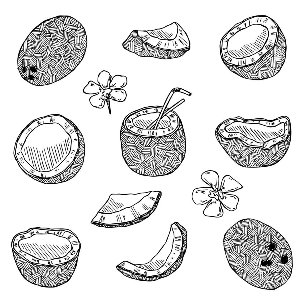 Set of coconut cliparts. Hand drawn nut icon. Tropical illustration. For print, web, design, decor vector