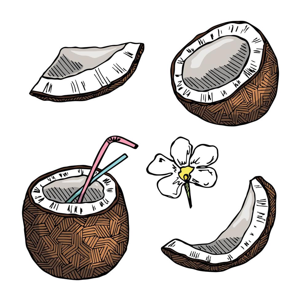 conjunto de imágenes prediseñadas de coco. icono de tuerca dibujado a mano. ilustración tropical. para impresión, web, diseño, decoración vector