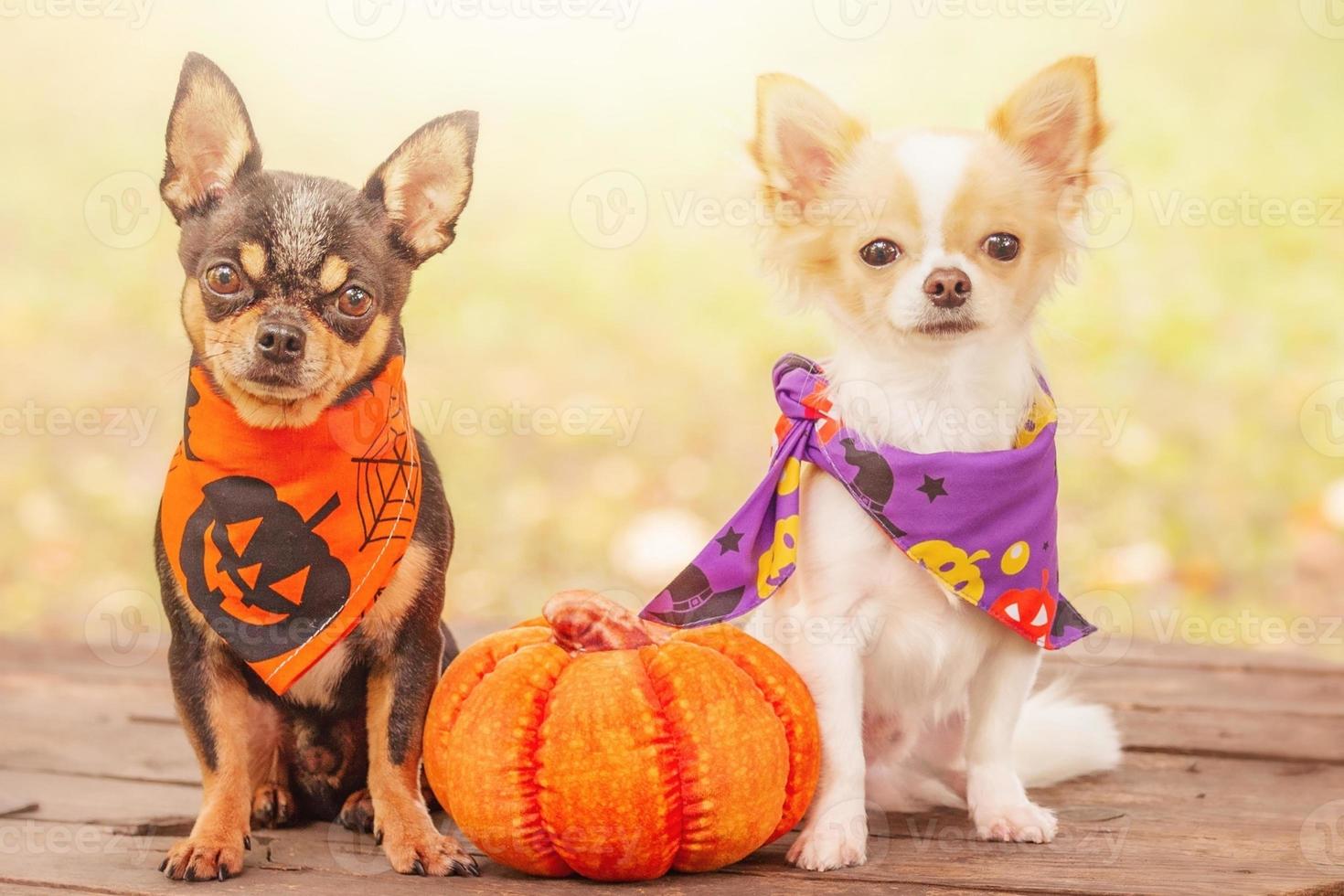 Two dogs with a pumpkin. Black and white chihuahua in halloween bandanas. photo