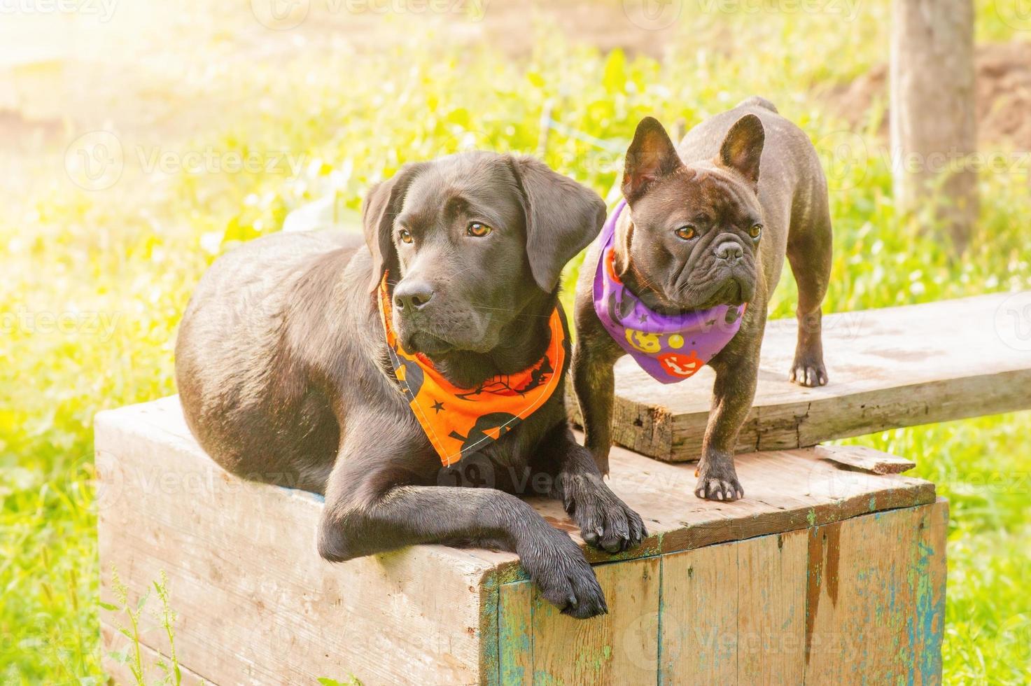 A Labrador retriever dog in an orange Halloween bandana and a French bulldog in a bandana. Two dogs. photo