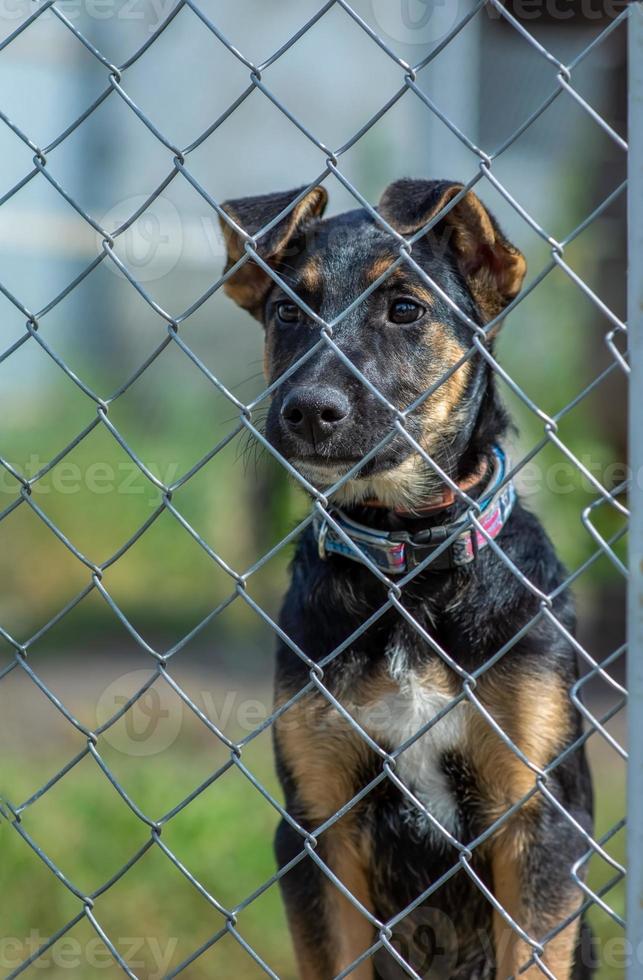 Portrait of a puppy behind the fence. Focus on the brown eyes. The concept of protection of the house photo