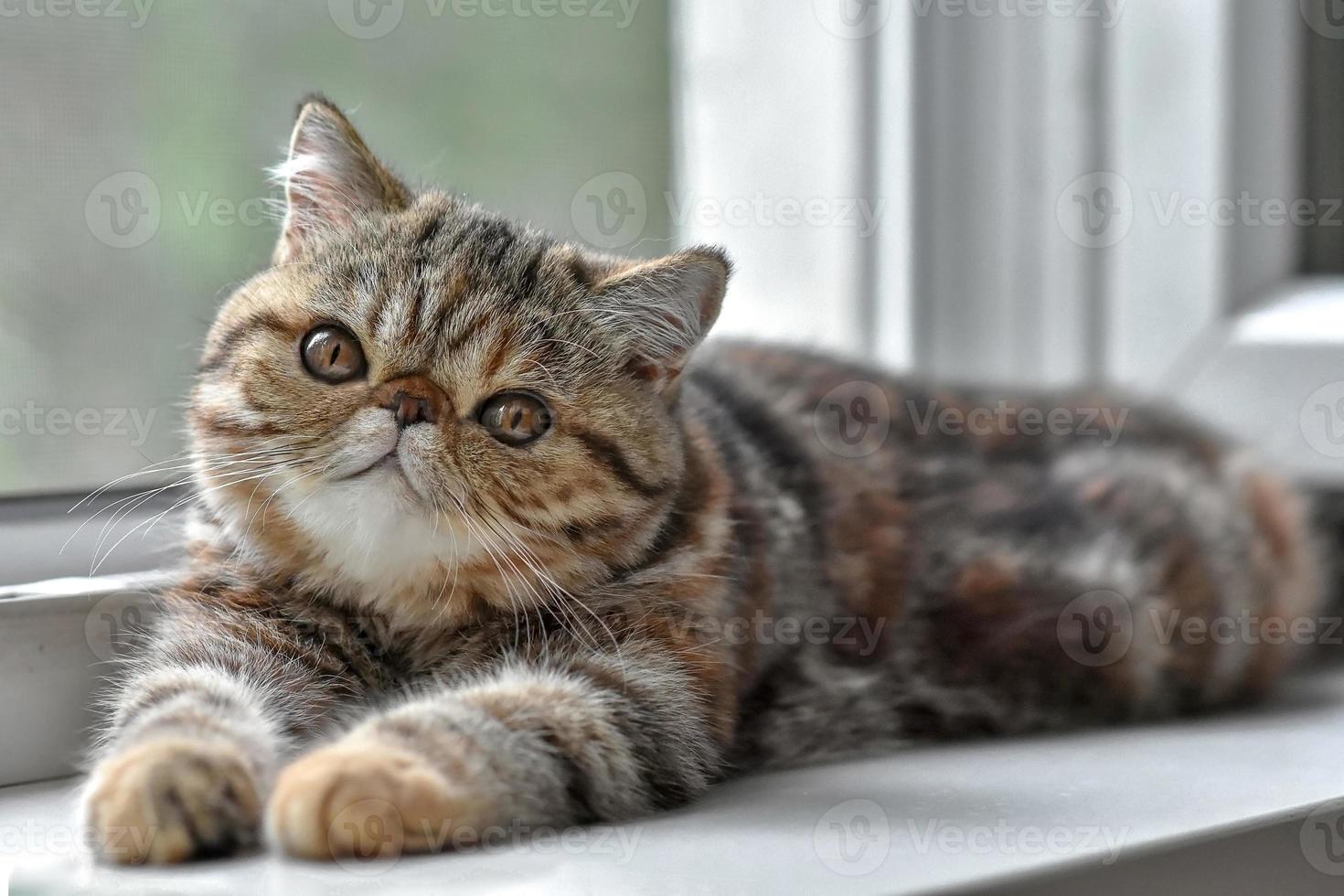 Brown exotic Shorthair kitten lying at the window and looks up. Toddler animals and Persian cats concept. photo