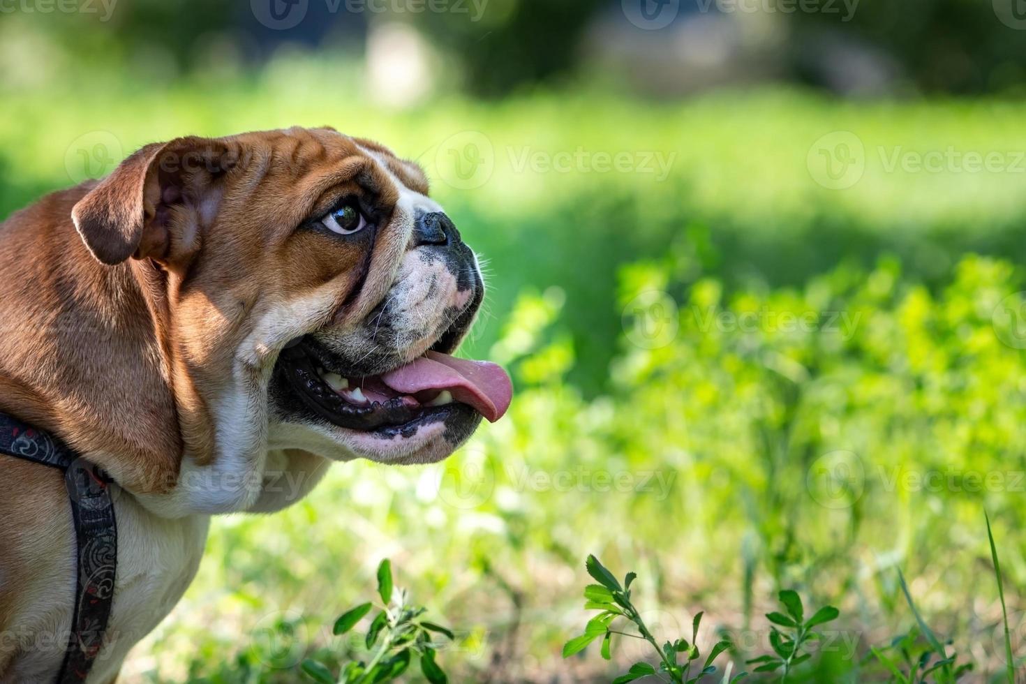 Portrait of an English bulldog in profile against a background of green foliage. Copy-space. photo