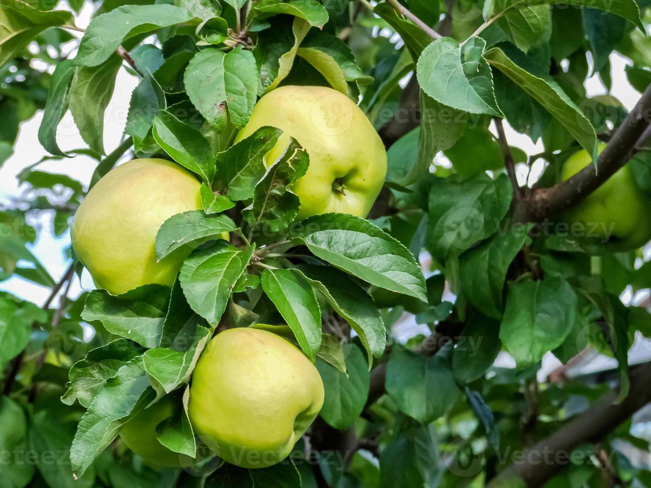 Green apples on the tree. Apple branch with fruits. On branch closeup on the background of the garden. photo