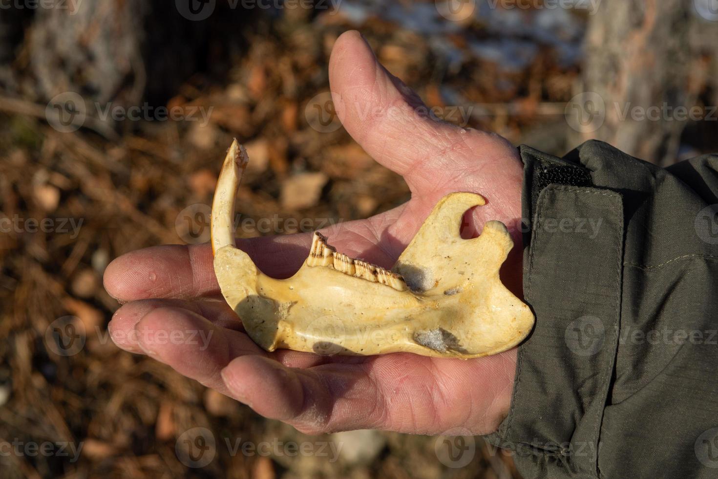 The old part of the skull of the animal beaver lies on the hand of the Forester photo