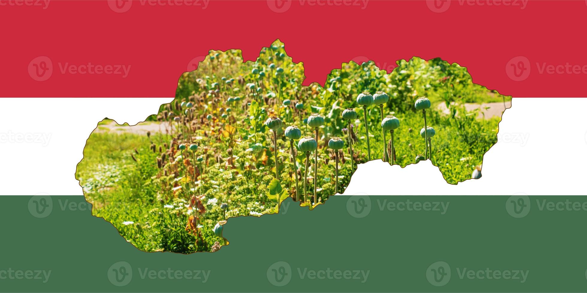 Outline map of Hungary with the image of the national flag. Image of a poppy cob inside the card. Collage. Hungary is a major poppy producer. photo