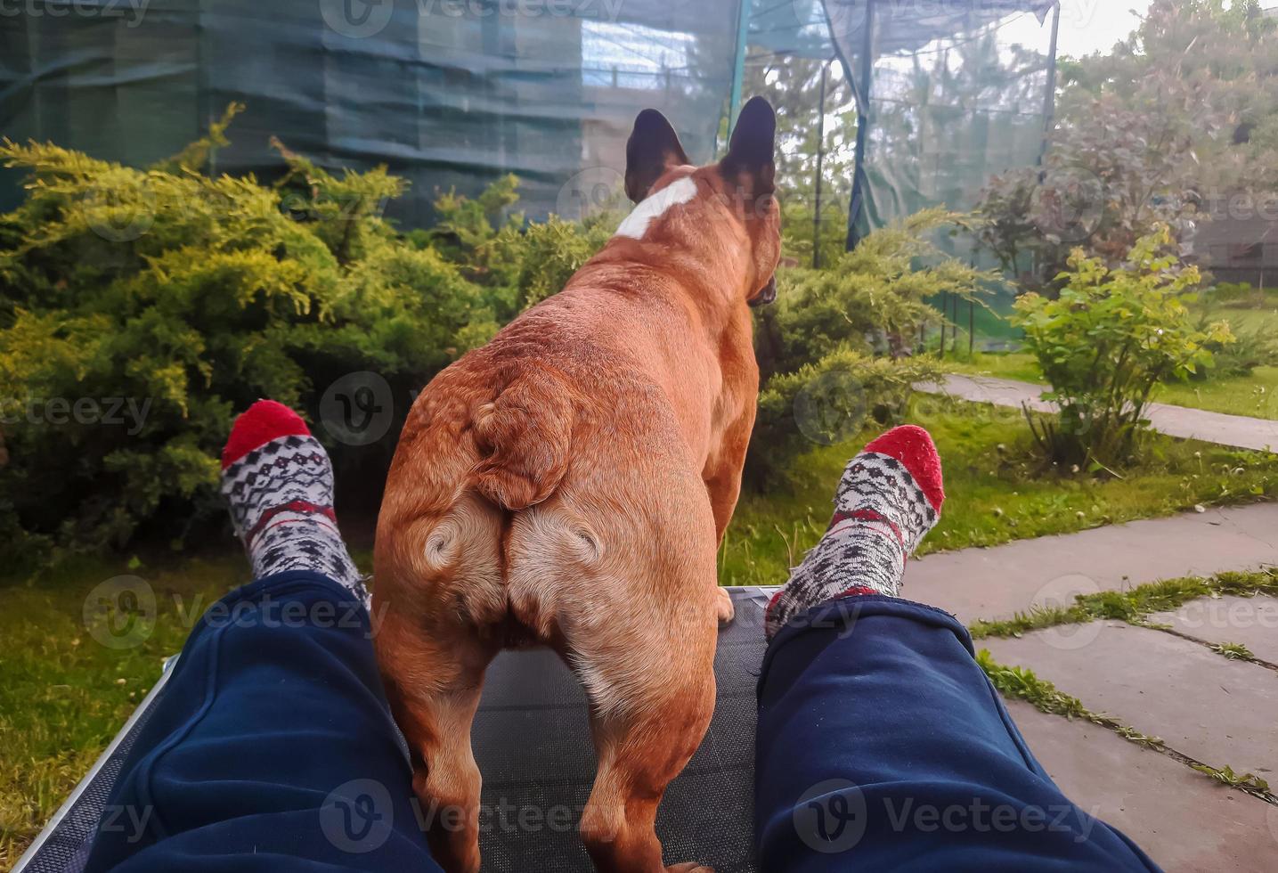 The concept of outdoor recreation with pets, hygge and leisure - legs in woolen socks and a french bulldog on a blurred background of green grass. and junipers. photo