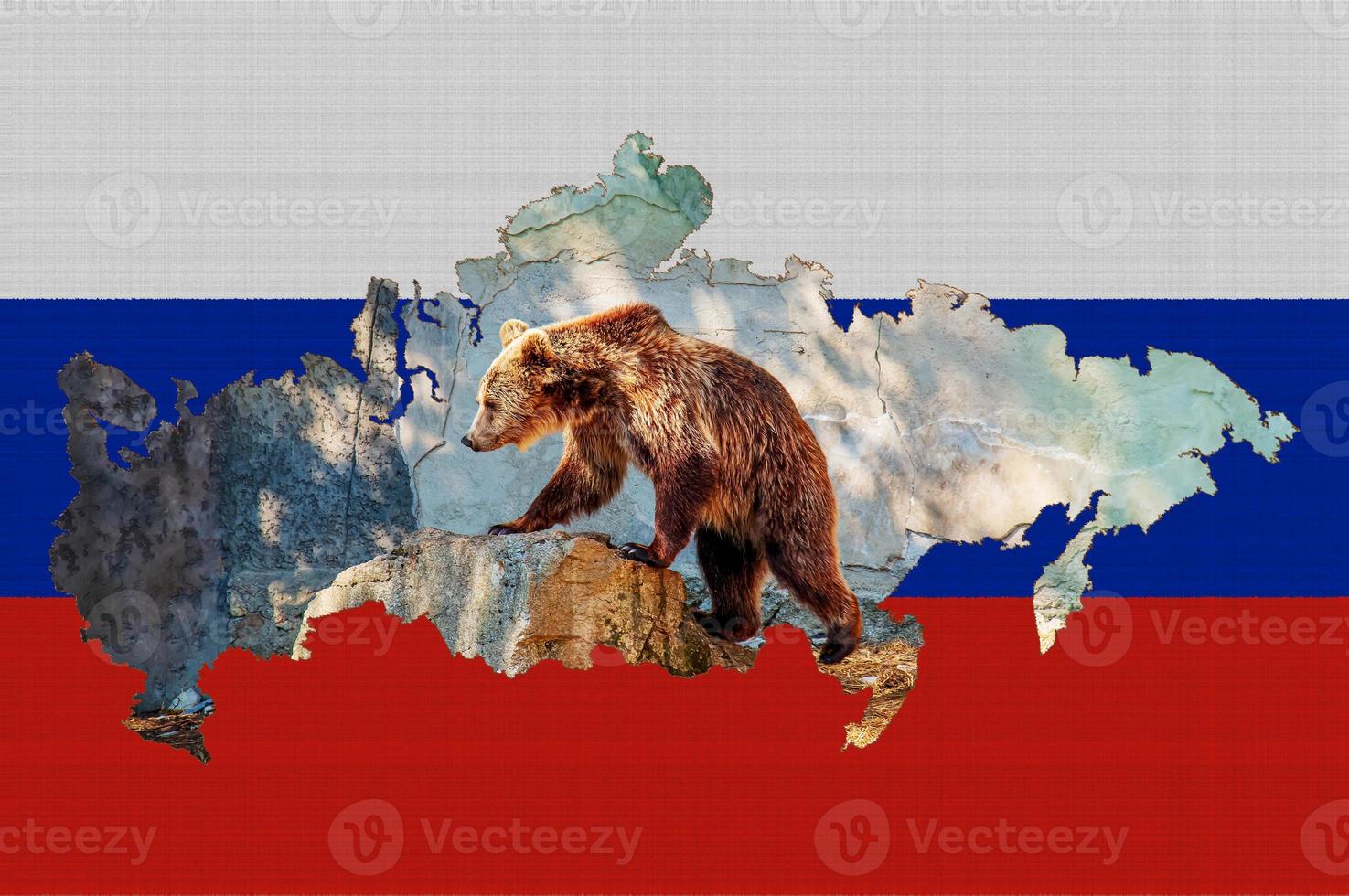 Outline map of Russia on the flag of the country. Common brown European bear inside the outline. Russia concept. photo