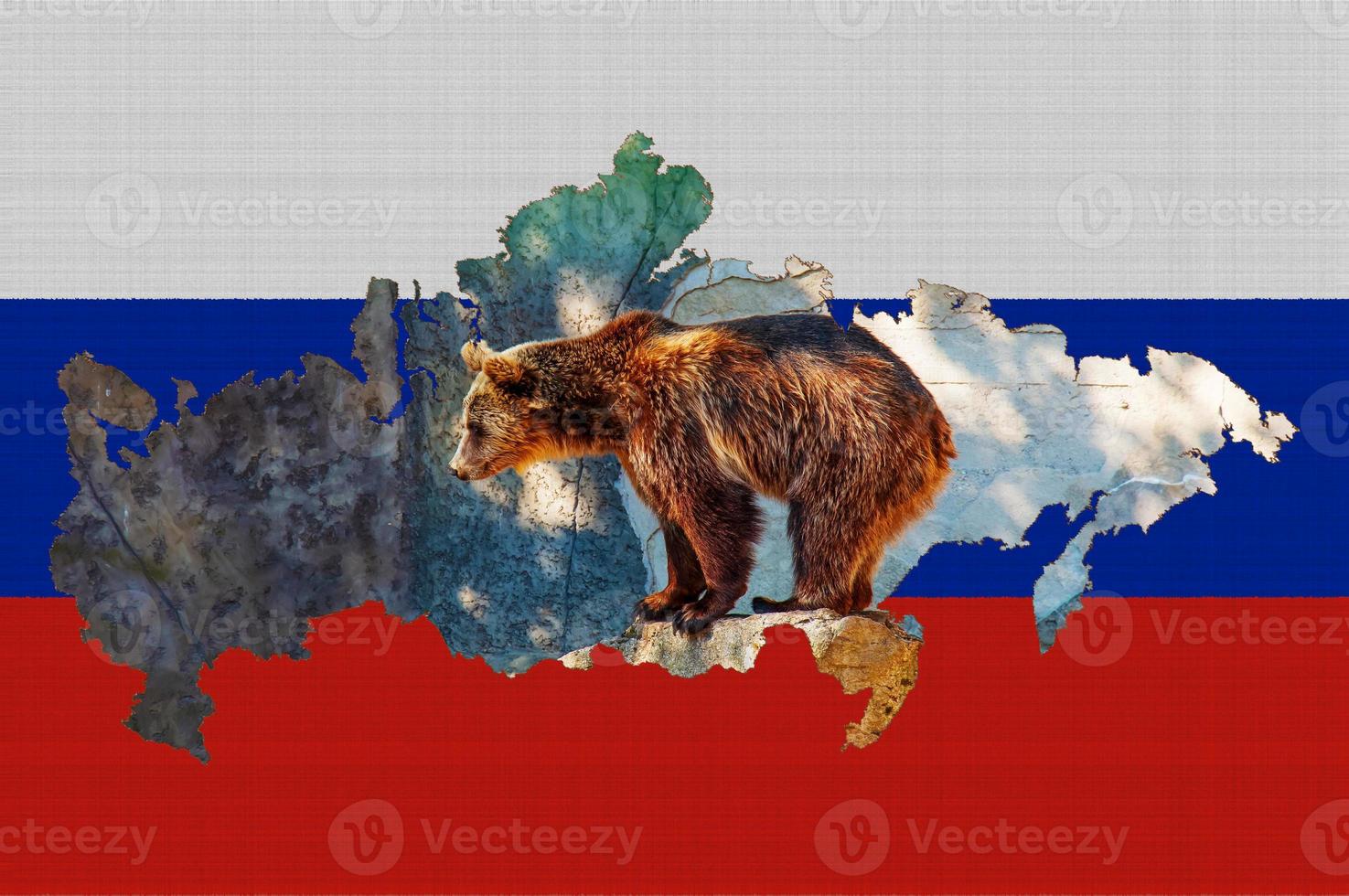 Outline map of Russia on the flag of the country. Common brown European bear inside the outline. Russia concept. photo