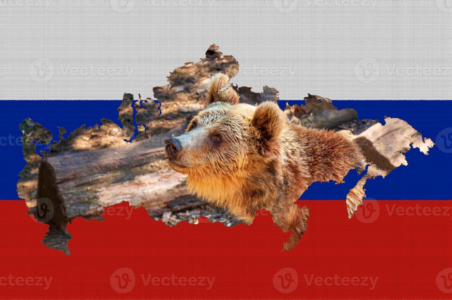 Outline map of Russia on the flag of the country. Common brown European bear inside the outline. Russia concept. photo