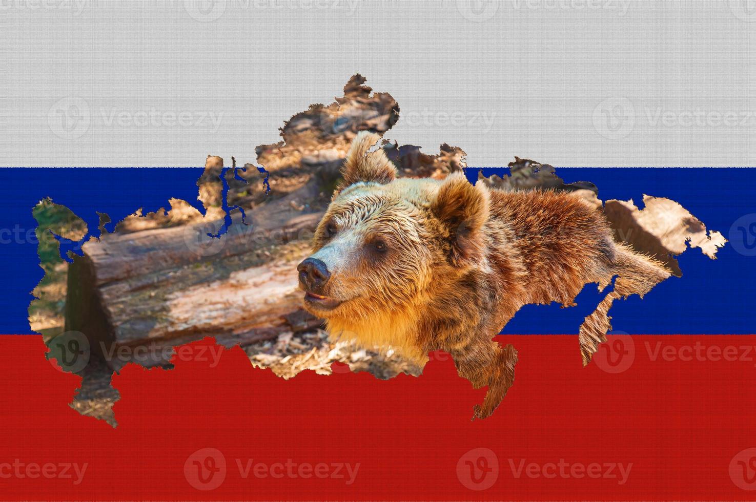 Outline map of Russia on the flag of the country. Common brown European bear inside the outline. Russia concept. photo