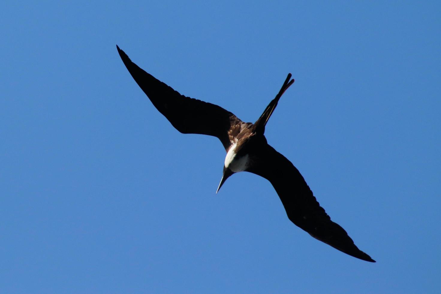 Rio de Janeiro, RJ, Brazil, 2022 - A booby flies over Two Brothers Natural Park, Leblon, Rio de Janeiro photo