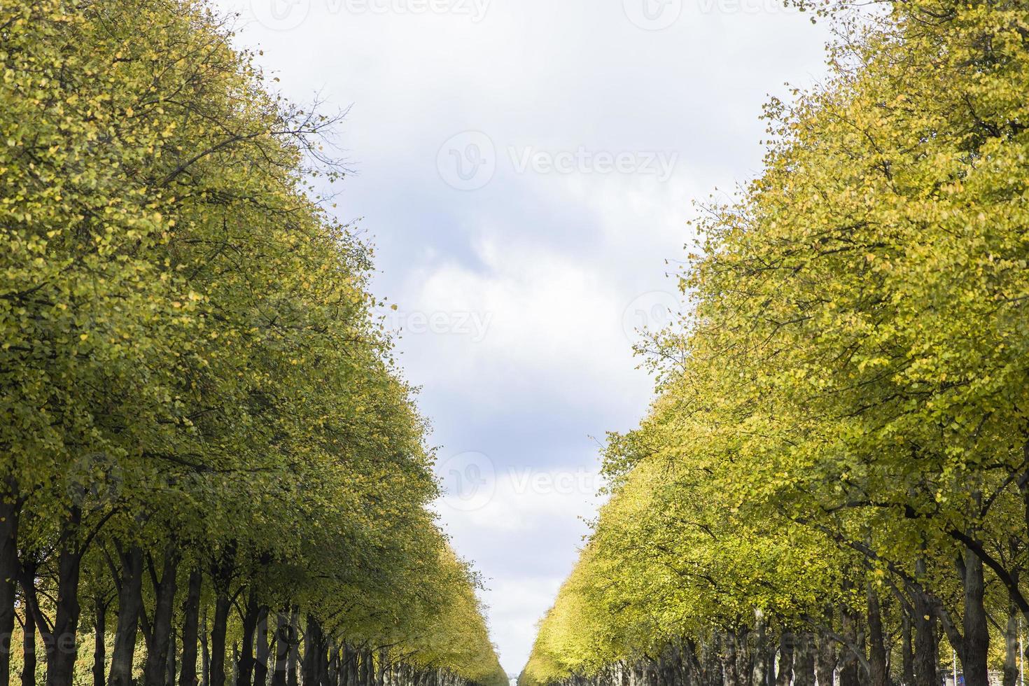 Autumn alley detail photo