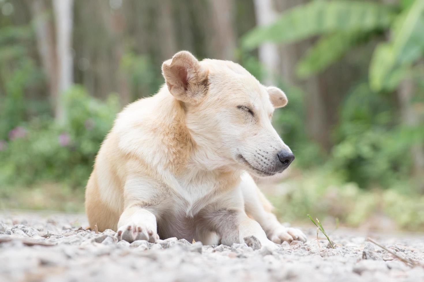 Homeless and hungry little dog abandoned in the garden photo