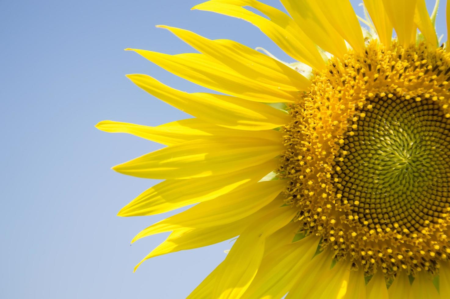 Close up of sunflower with blue sky photo