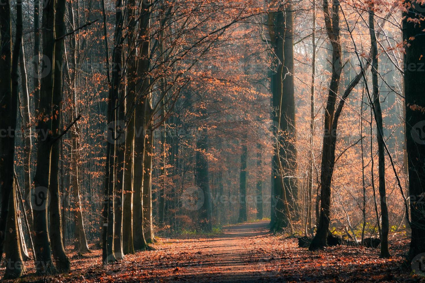 Misty autumn forest road in fog. Leaves fall to the ground photo