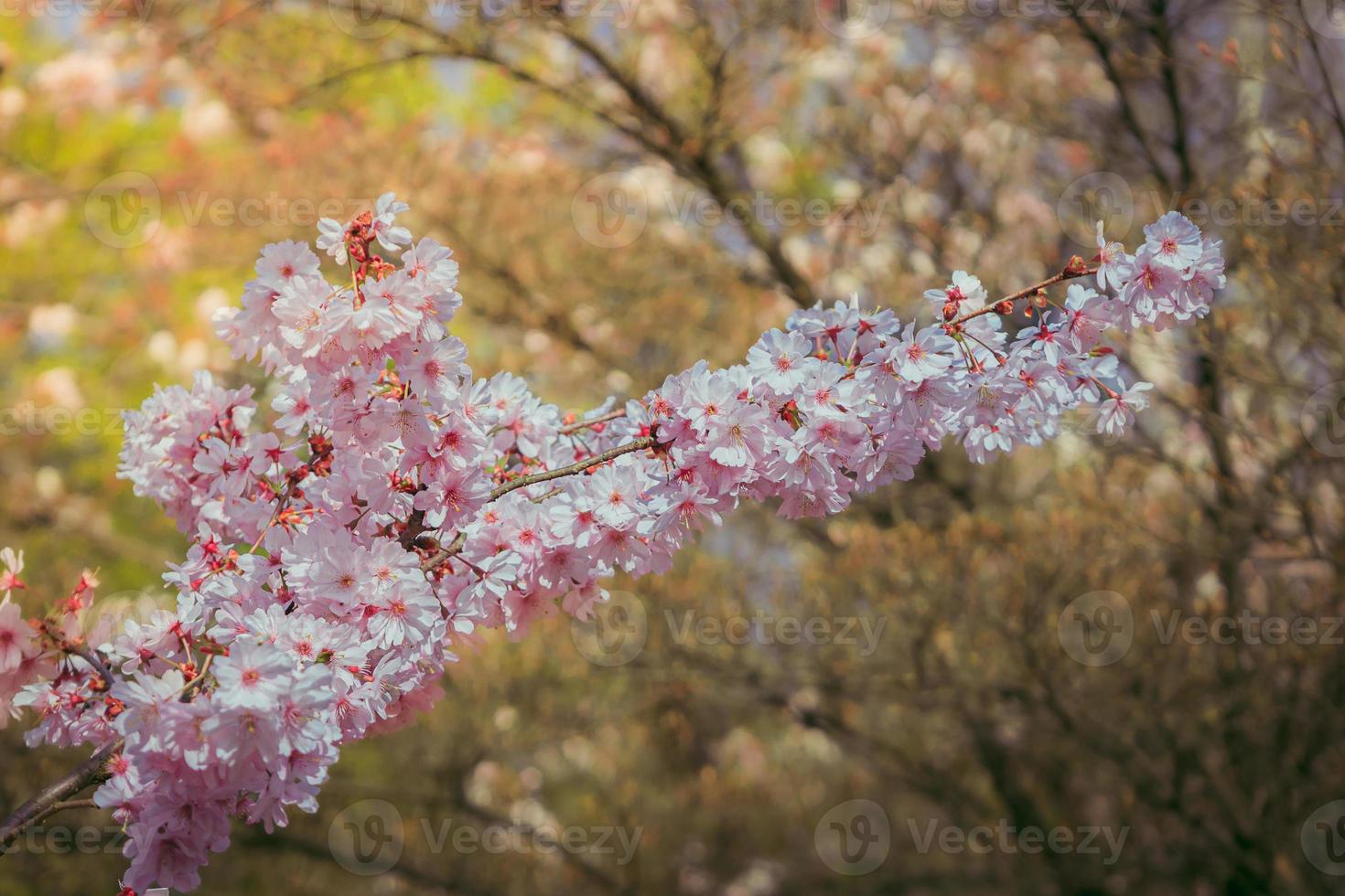 Close-up at Branch of sakura in blossom. Japanese garden in blossom photo