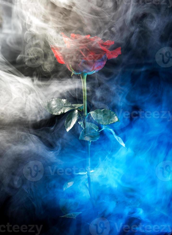 humo blanco y azul alrededor de una hermosa rosa roja. foto