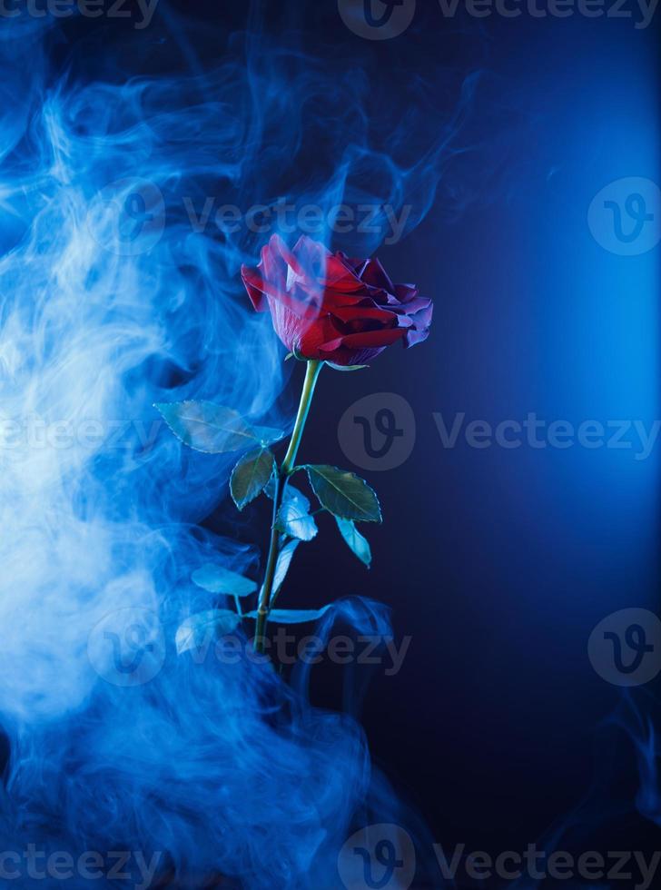 hermosa rosa roja sobre un fondo azul con humo azul. foto
