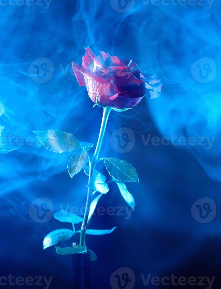 una rosa roja brilla a través del humo azul. foto