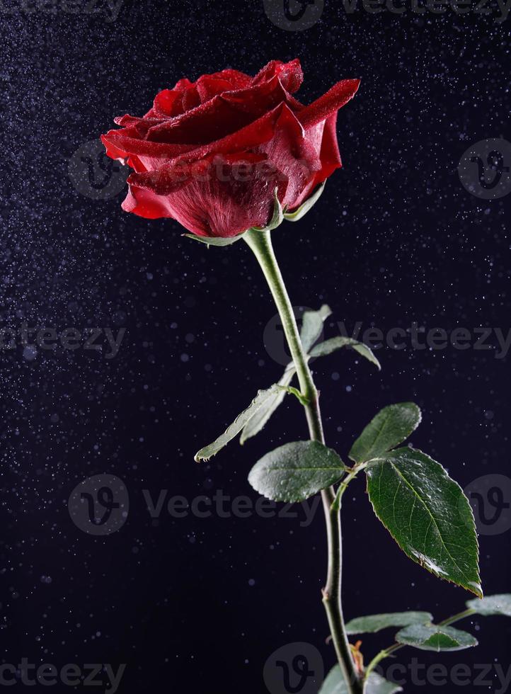 hermosa rosa roja sobre un fondo negro. foto