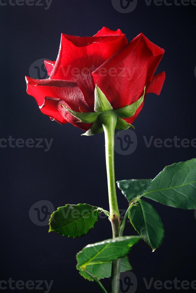 A very beautiful red rose flower on a black background . A rose with a