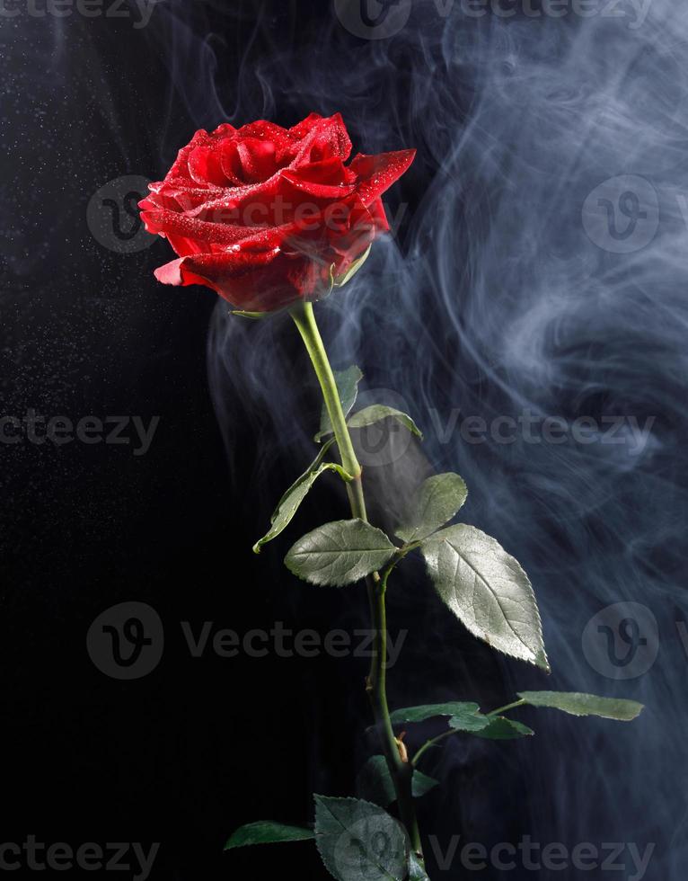 hermosa rosa roja en humo sobre un fondo negro. foto