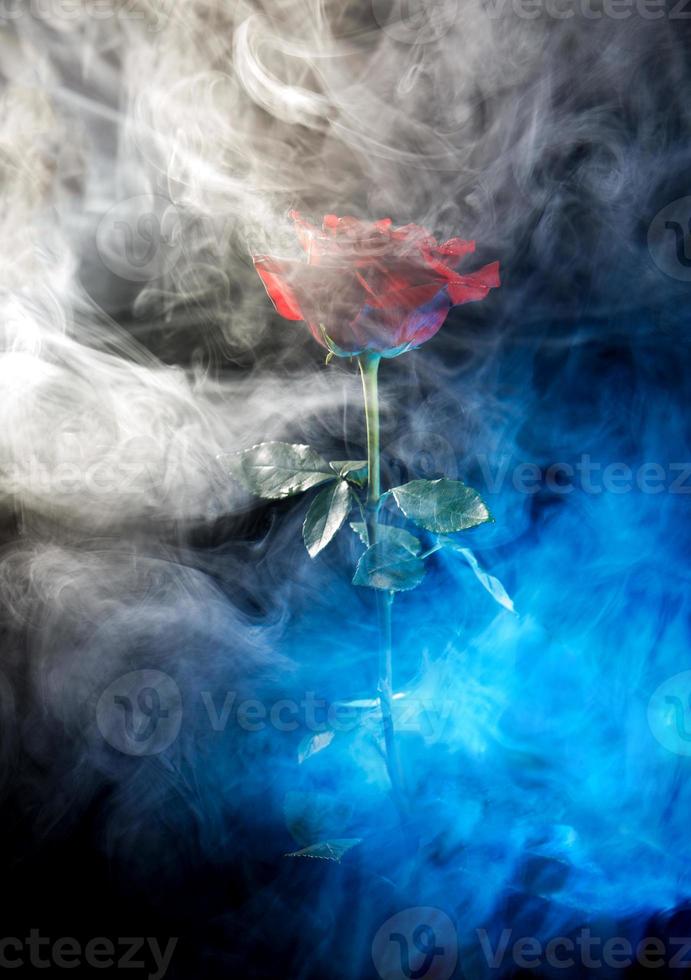 humo blanco y azul alrededor de una hermosa rosa roja. foto