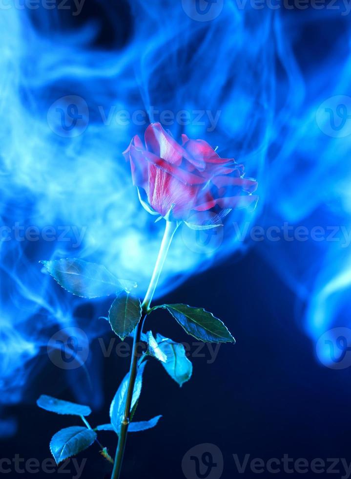 rosa roja y humo azul sobre un fondo oscuro. foto