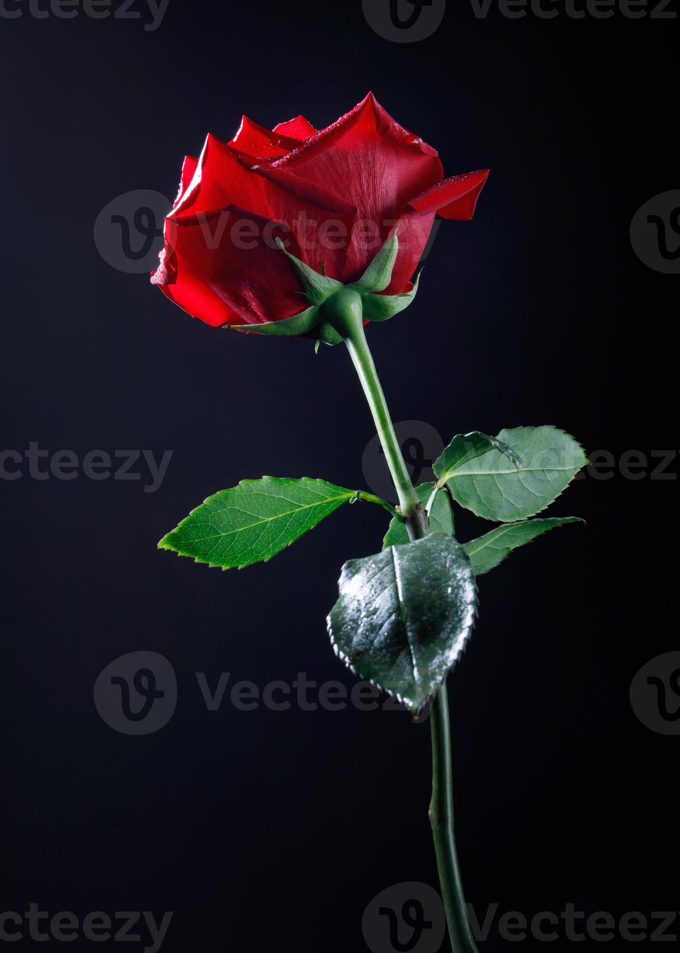 A very beautiful big red rose flower on a black background. A rose with a  trunk and leaves . 13038140 Stock Photo at Vecteezy