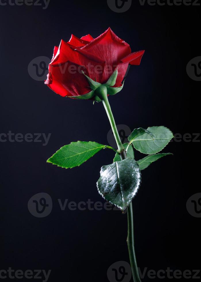 A very beautiful big red rose flower on a black background. A rose with a trunk and leaves . 13038140 Stock Photo at Vecteezy A very beautiful big red rose flower on a black background. A rose with a trunk and leaves . 13038140 Stock Photo at Vecteezy