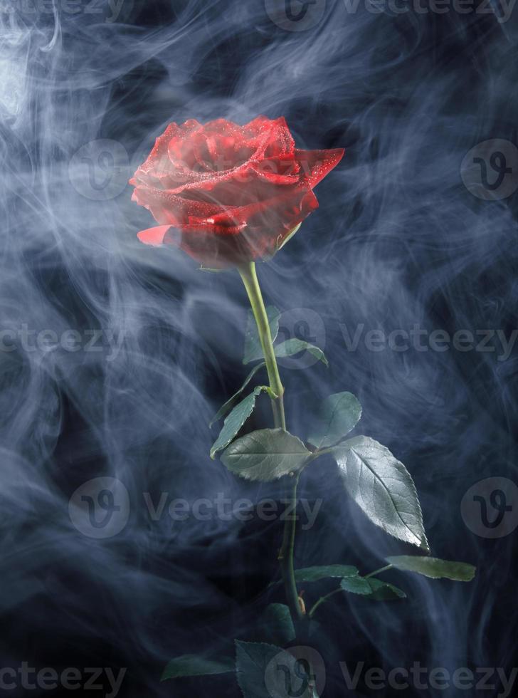 hermosa rosa roja en humo sobre un fondo negro. foto