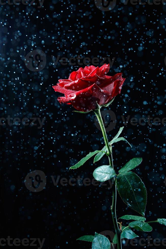 hermosa foto de una gran rosa roja. gotas de agua vuelan desde arriba sobre la  flor de rosa. 13038144 Foto de stock en Vecteezy