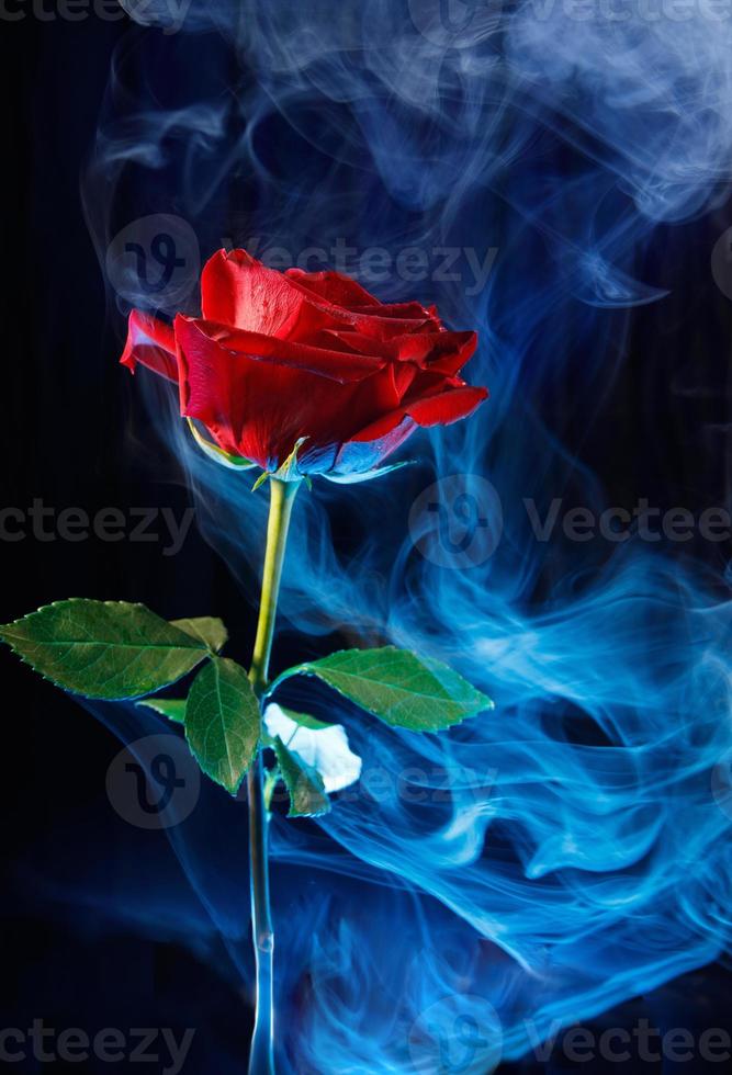 A big red rose on black . Smoke around the rose . photo