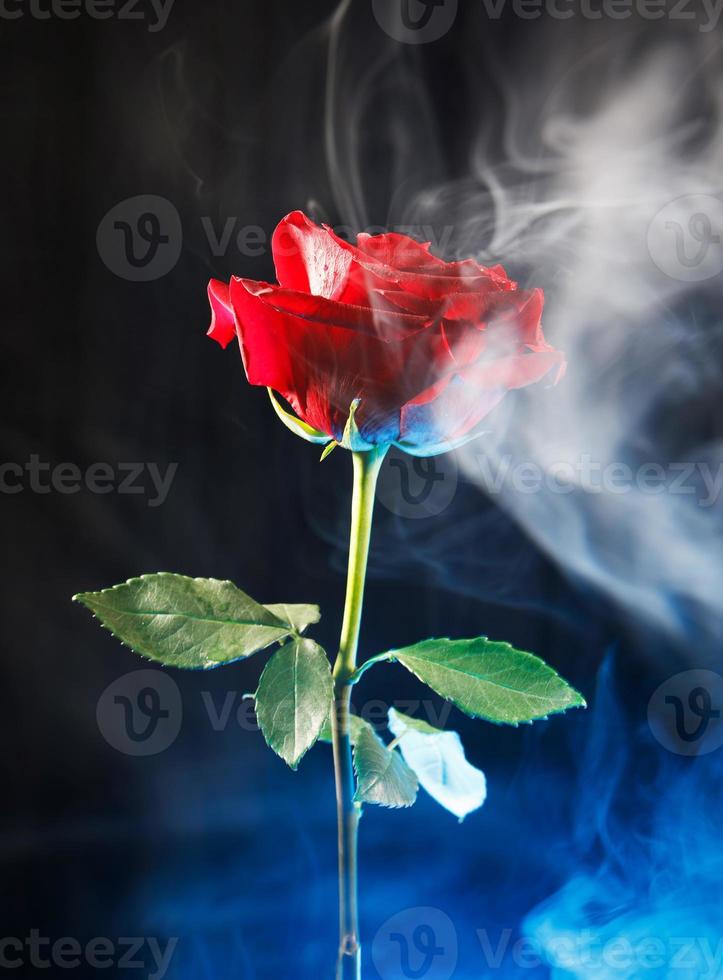 rosa roja, humo blanco, fondo negro. foto