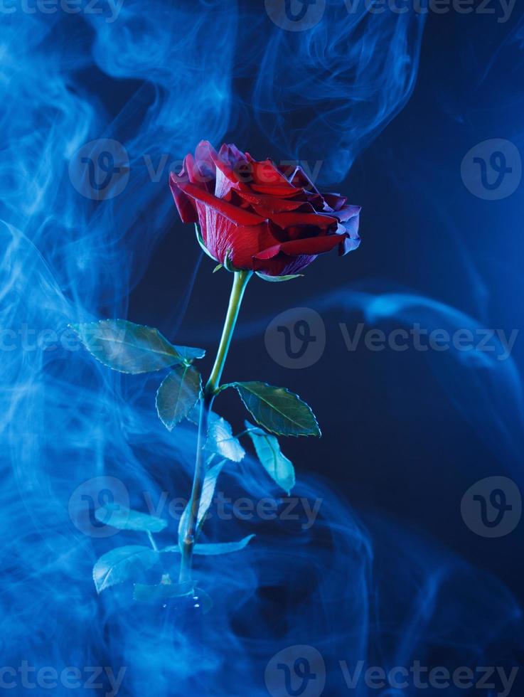 humo azul y una rosa roja sobre un fondo azul. foto