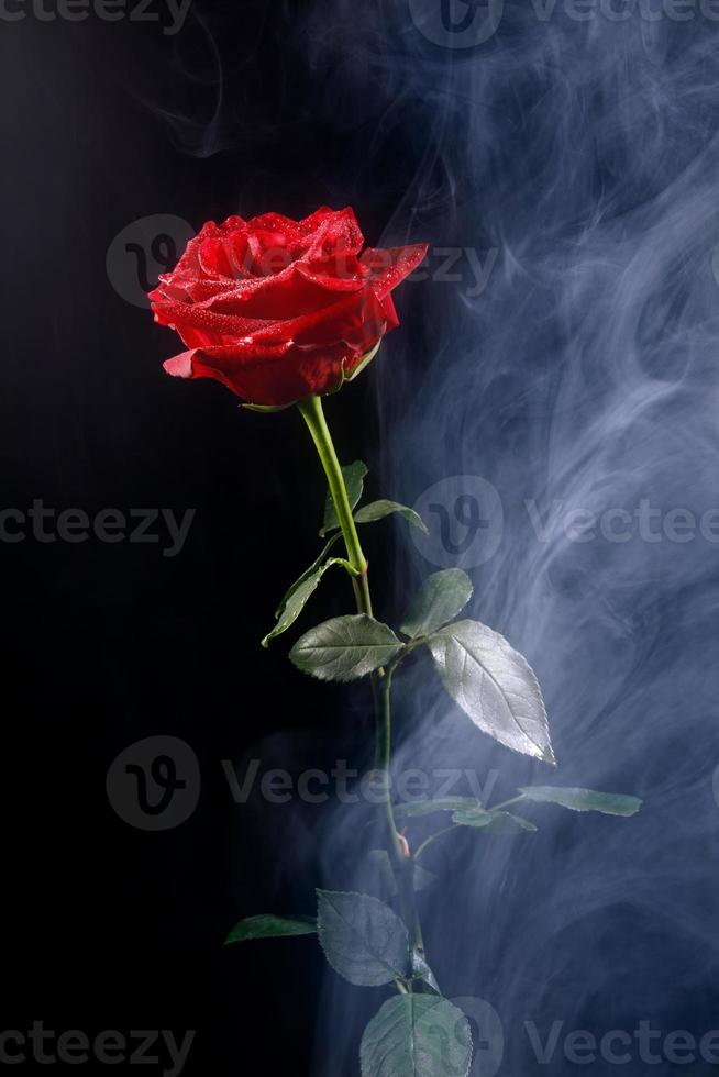 hermosa rosa roja en humo sobre un fondo negro. foto