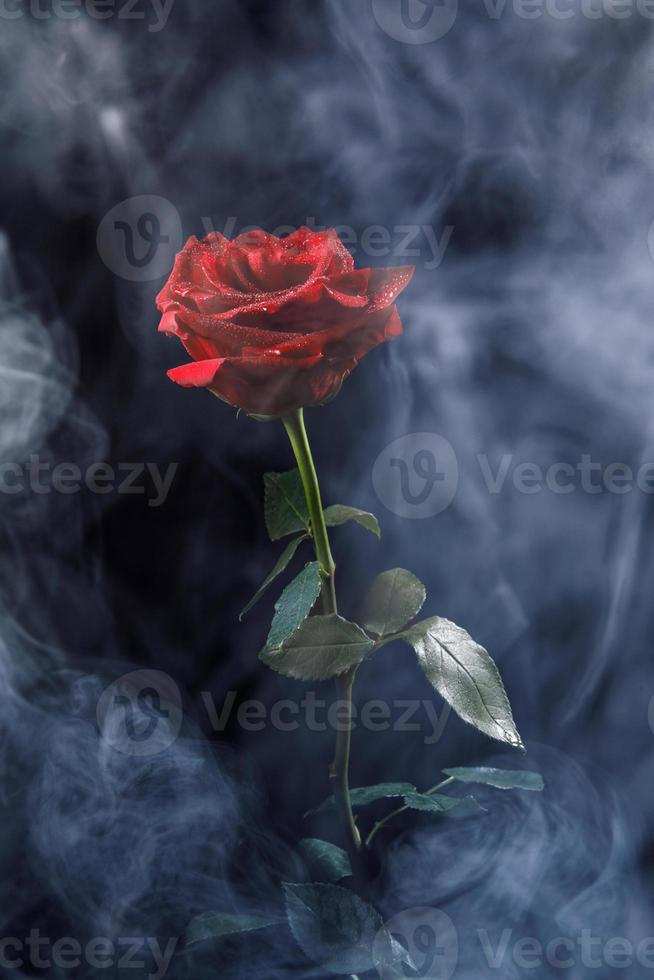 una gran rosa roja en el humo. la flor rosa. foto