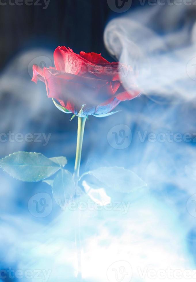 humo blanco alrededor de una rosa roja. foto
