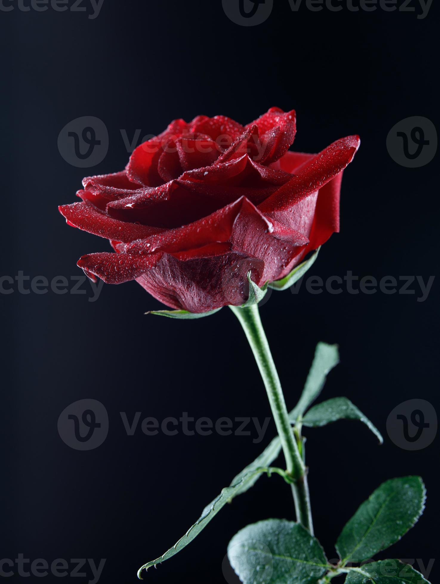 Beautiful big red rose on a black background. 13038268 Stock Photo at Vecteezy
