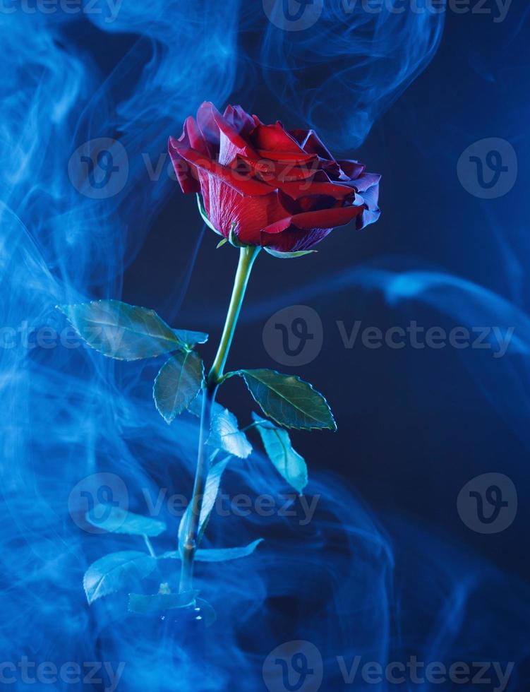 humo azul y una hermosa rosa roja sobre un fondo azul. foto