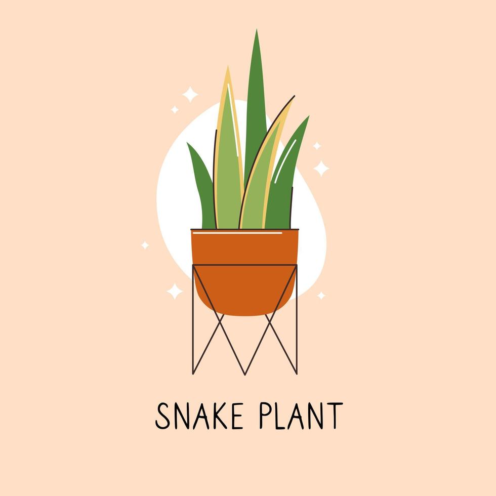 Vector object of flat color indoor plant. Home office decoration. A flower in a container. Potted plant 2D isolated cartoon illustration on white background