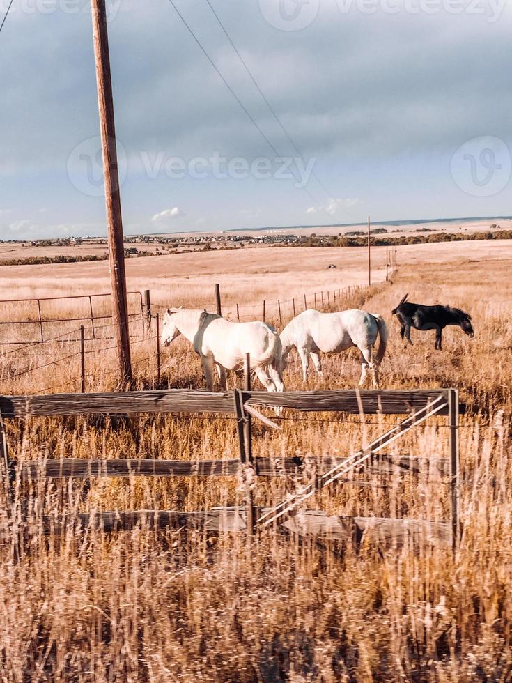 caballos y montañas foto