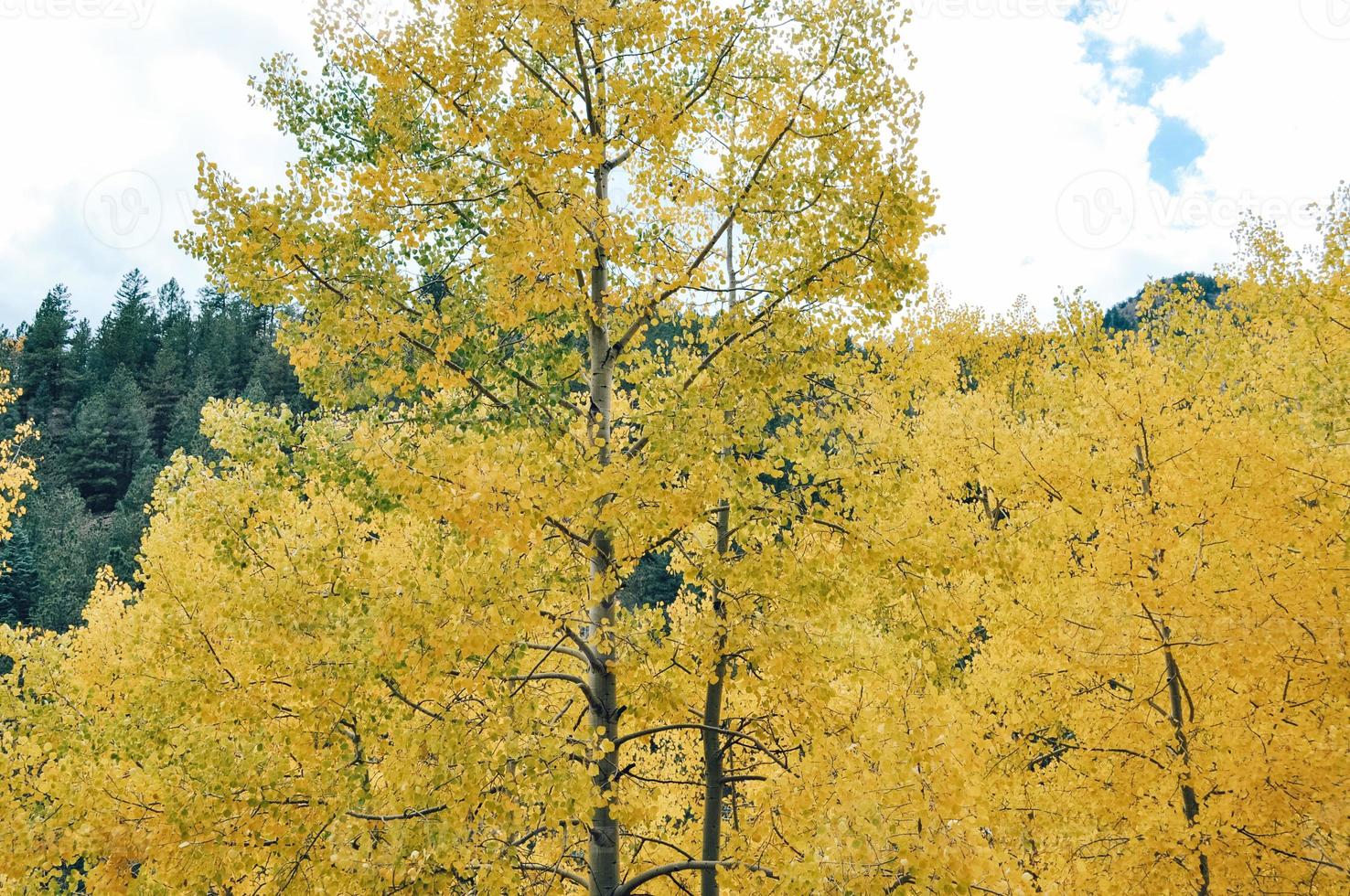 Mountain Trees on the Road photo